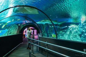 «Акватика» - крупнейший сибирский океанариум с 3,5 млн литров суммарного объёма воды в аквариумах