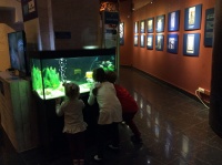 В рамках празднования "Дня эволюции" одном из залов музея удобно расположился аквариум салона "Аква Лого"