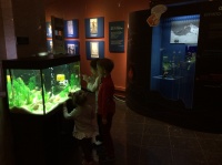 А юные посетители музея с интересом рассматривали все население аквариума и "живое", и "неживое"