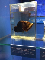 На выставке были представлены экспонаты из фондов Дарвиновского музея и Института океанологии