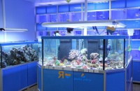 В стойках голубого цвета - морская рыба и беспозвоночные. Например, здесь - мягкие и жесткие кораллы