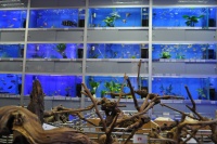 Натуральные коряги - прекрасное дополнение для оформления аквариумов с живыми растениями