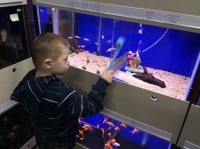 Учимся ухаживать за аквариумом:)