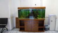 Еще один аквариум на втором этаже в холле поликлиники – Jebo 400л с цихлидами.