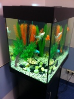 В приемной отделения лучевой терапии установлен аквариум с золотыми рыбками