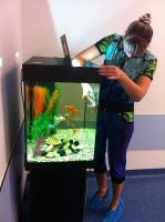Наблюдаем вместе с ребятами как Ирина ухаживает за аквариумом - чистит стенки и декорации