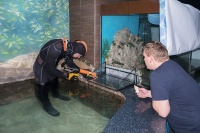 Герметизация стеклянного перелива между аквариумом и СЖО бассейна с брызгунами.
