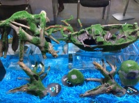 Оптовая компания "Аква Лого" представила на выставке новую линейку аквариумных декораций PRIME. Изделия покрыты искусственным мхом и раскрашены вручную.