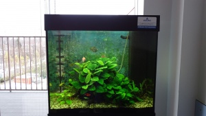 Растительный аквариум с радужницами в холле процедурного отделения.
