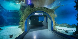 Панорама туннеля главного морского аквариума
