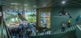 Переход на второй уровень к экспозиции «Дельфины, Косатки» и «Затопленный лес»