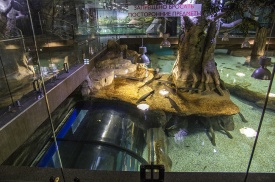 Главный пресноводный аквариум можно обозревать сверху, через три плоских окна и из подводного туннеля
