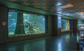 Самые большие окна главного пресноводного аквариума