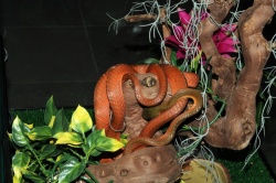 Бойга черноголовая — Boiga nigriceps