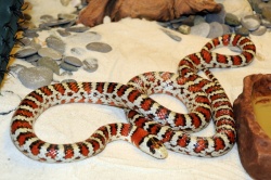 Королевская змея Кноблоха — Lampropeltis pyromelana knoblochi