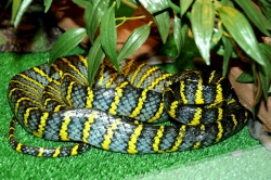 Мангровая змея с о. Лусон (Филиппины) — Boiga dendrophila divergens.
Редчайший подвид, не содержится ни в одном зоопарке мира