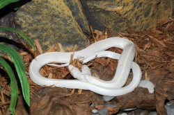 Королевская змея калифорнийская альбинос — Lampropeltis getula californiae. 
Уникальный экспонат выставки — двухголовая змея