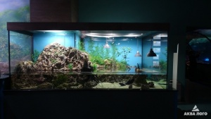 Аквариум для илистых прыгунов в "Москвариуме" изготовлен аквариумным салоном "Аква Лого".