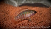 Бадис красный Скарлет 
Badis sp. Scarlet