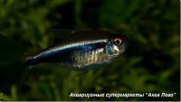 Неон черный 
Hyphessobrycon herbertaxelrodi