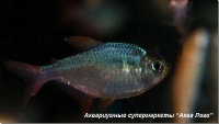 Хифессобрикон эквадорский (сапфировая тетра) 
Hyphessobrycon columbianus