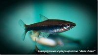 Нанностомус Бекфорда 
Nannostomus beckfordi [N. anomalus, N. Aripirangensis]