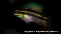 Пельвикахромис крибенсис (Попугай, Крибенсис, Пульхер) Pelvicachromis pulcher