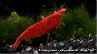 Креветка вишневая 
Neocaridina denticulata sinensis red