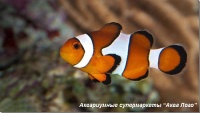 Клоун оцеллярис (трехленточный) 
Amphiprion ocellaris