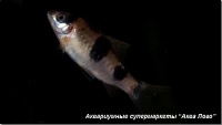 Барбус панда 
Puntius fasciatus (Barbus fasciatus)