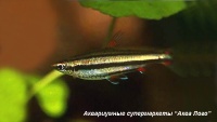 Нанностомус трехполосый 
Nannostomus trifasciatus