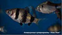 Барбус черный 
Puntius nigrofasciatus (Barbus nigrofasciatus)