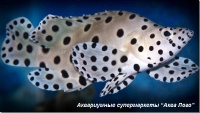 Леопардовый групер 
Cromileptes altivelis [Chromileptes altivelis]