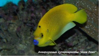 Аполемихт трехпятнистый 
Apolemichthys trimaculatus (Holacanthus trimaculatus)