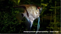 Скалярия призрак 
Pterophyllum scalare var.