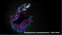 Петушок сиамский Сиамская  корона 
Betta splendens var.