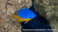 Хризиптера желто-голубая 
Chrysiptera hemicyanea