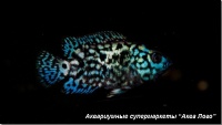 Цихлазома Блю демпси 
Cichlasoma sp. Blue Dempsey