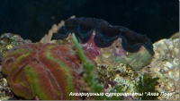 Тридакна 
Tridacna sp.