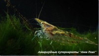 Креветка карликовая зеленая 
Caridina cf. babaulti var. Green