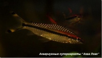 Барбус денисона 
Puntius denisonii (Barbus denisoni)