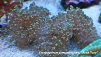 Эуфиллия 
Euphyllia sp.