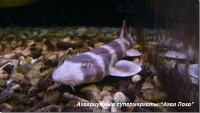 Акула кошачья коричневополосая 
Chiloscyllium punctatum