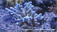 Акропора цветная 
Acropora sp.