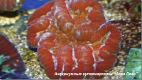 Симфиллия 
Symphyllia sp.