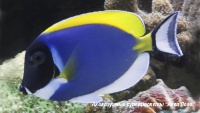 Хирург синий белогрудый 
Acanthurus leucosternon