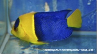 Центропиг сине-желтый  Centropyge bicolor