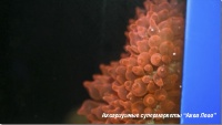 Актиния пузырчатая кирпичная Entacmaea quadricolor