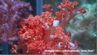 Дендронефтия  Dendronephthya sp.