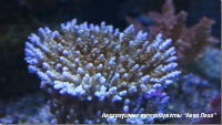 Акропора цветная  Acropora sp.